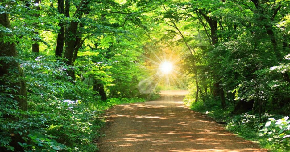 森の中の道、その向こうに光が見える